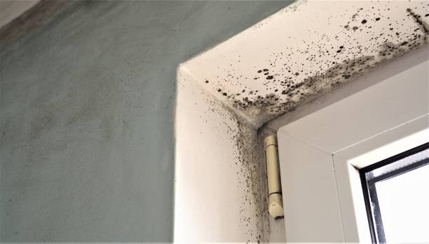 Best Biohazard Mold Removal  in Rancho Santa Margarita, CA