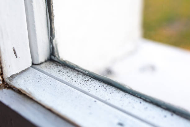 Best Mold Remediation for Healthcare Facilities  in Rancho Santa Margarita, CA