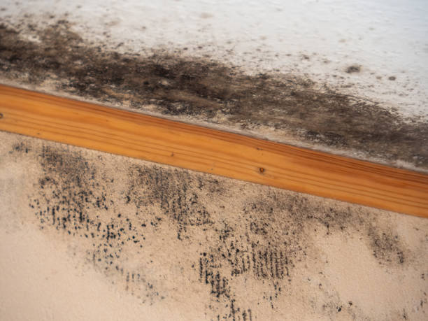 Best Mold Removal for HVAC Installations  in Rancho Santa Margarita, CA