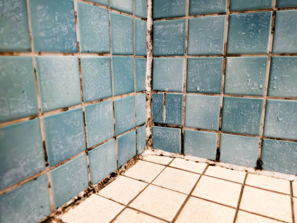 Best Post-Construction Mold Inspection  in Rancho Santa Margarita, CA
