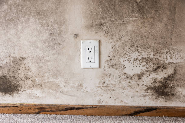 Trusted Rancho Santa Margarita, CA Mold Removal Experts