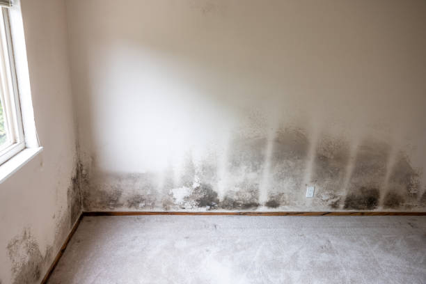 Best Airborne Mold Testing  in Rancho Santa Margarita, CA