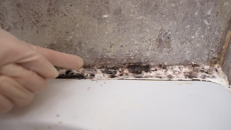 Best Environmental Consulting for Mold Prevention  in Rancho Santa Margarita, CA